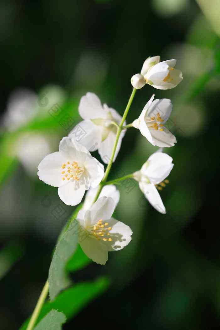 茉莉花花