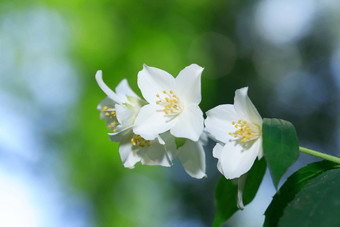 茉莉花花