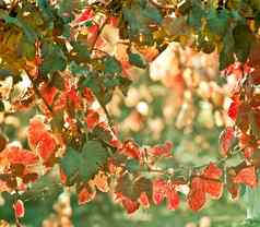 阳光明媚的秋天葡萄园门多萨晚些时候秋天葡萄哈维