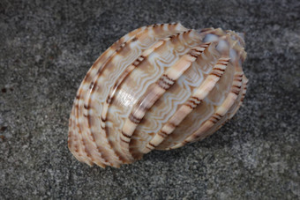 海贝海螺