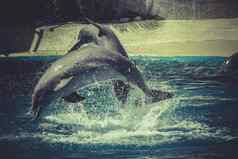 海洋海豚跳水海