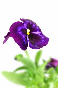 黑暗紫罗兰色的堇型花花