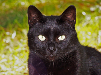 黑色的猫盯着<strong>观察家</strong>