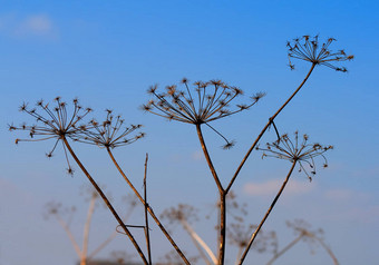 干<strong>当归</strong>植物