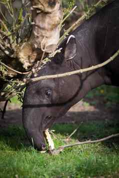 马来半岛的貘被称为亚洲貘Tapirus印度