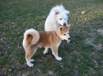 秋田犬萨莫耶德人