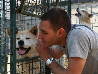 秋田犬犬儒