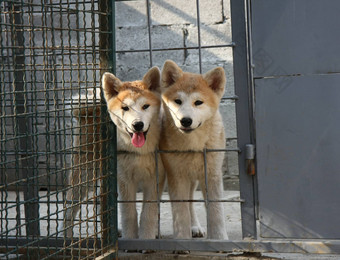 秋田犬犬儒