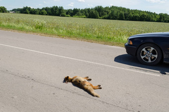 死狐狸动物躺路车开车通过