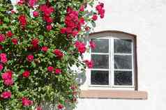 美丽的玫瑰布什窗口墙