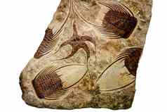 化石海星三叶虫