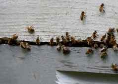 特写镜头蜜蜂群集蜜蜂蜂巢