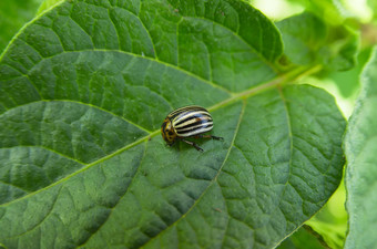 科罗拉多州甲虫瘦子叶Decemlineata