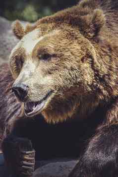 食肉动物棕色（的）熊雄伟的强大的动物