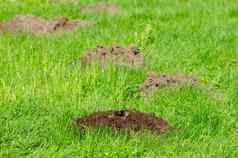 摩尔山草坪上草动物头土壤