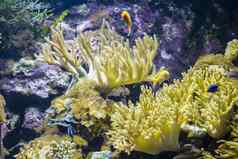 热带海底鱼珊瑚礁