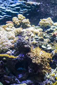 环境海底鱼珊瑚礁