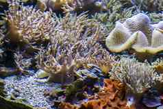 深海底鱼珊瑚礁