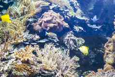生态系统海底鱼珊瑚礁