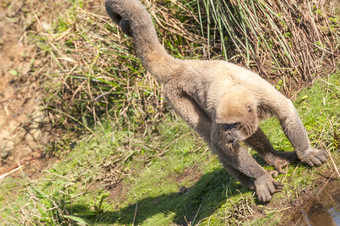 羊毛的<strong>猴子</strong>亚马逊厄瓜多尔坐着河岸