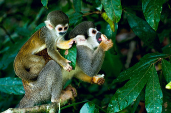 松鼠猴子亚马逊<strong>热带雨林</strong>