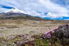 科托帕希火山高原覆盖开花番红花属