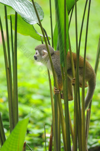 松鼠猴子亚马逊热带雨林