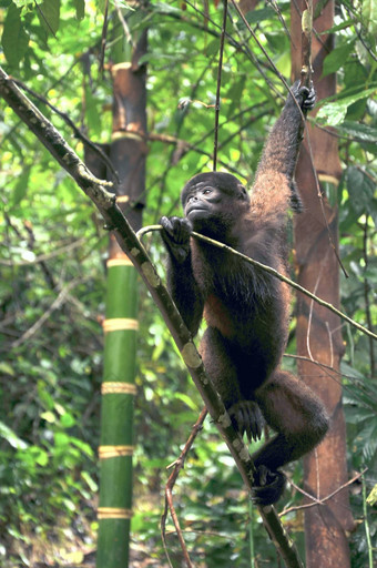 羊毛的猴子亚马逊厄瓜多尔坐着河岸