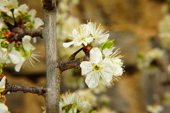 Mirabellenblüten