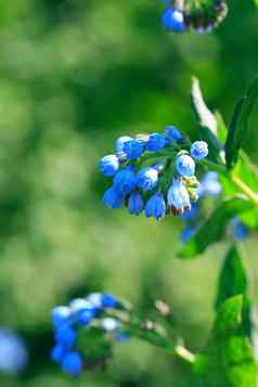 蓝色的野花