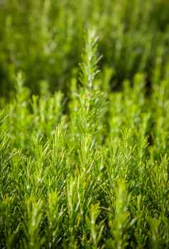 迷迭香背景新鲜的植物增长有香味的香料替代Herbal医学芳香香料食物