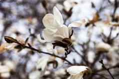 白色花木兰树早期春天
