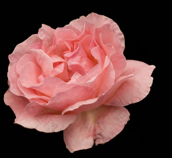 粉红色的<strong>玫瑰花开</strong>花孤立的黑色的