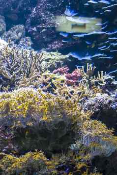 海底鱼珊瑚礁