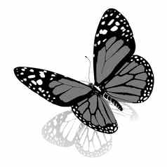 黑色的白色美丽的蝴蝶高质量呈现