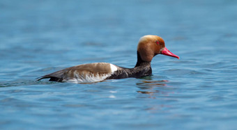 red-crested<strong>红头潜鸭</strong>内塔鲁菲娜