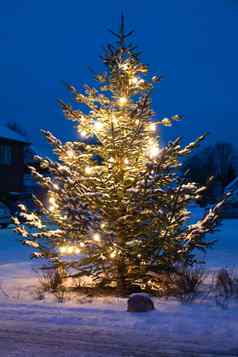 美丽的圣诞节树在户外白色圣诞节