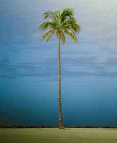 复古的风格高单棕榈树