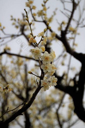 白色日本杏花