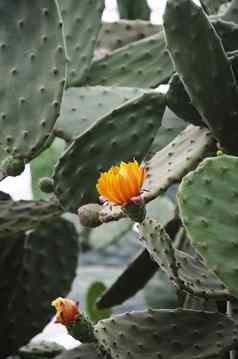 仙人掌花