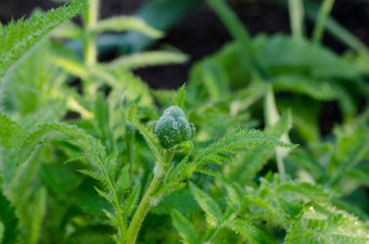 绿色花园植物味蕾小水滴