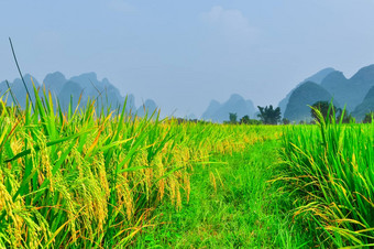 河山大米景观yangshuo桂林