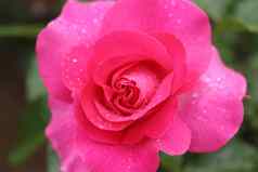 粉红色的玫瑰花植物水下降