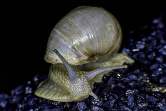 勃艮第蜗牛