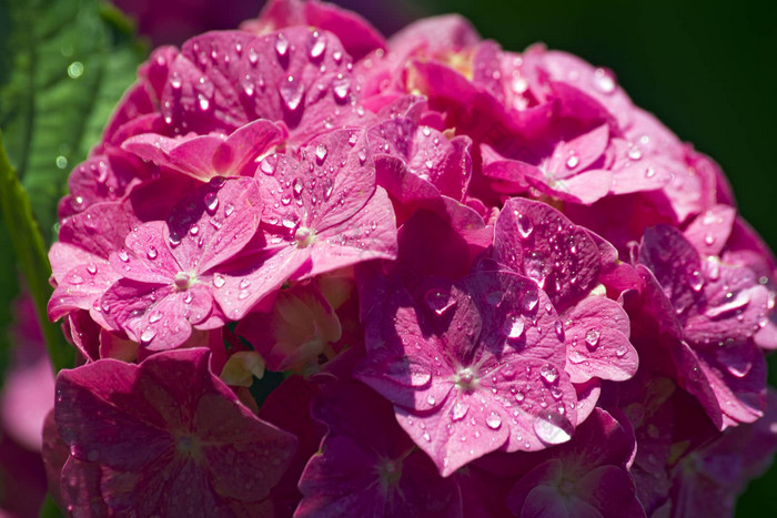 粉红色的绣球花花雨滴