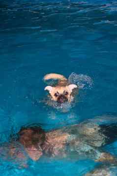 小狗游泳
