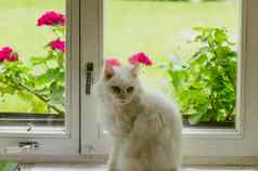 白色毛茸茸的猫宠物坐窗口窗台上