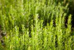 迷迭香背景新鲜的植物增长有香味的香料替代Herbal医学芳香香料食物