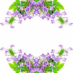 紫罗兰色的Ixora花