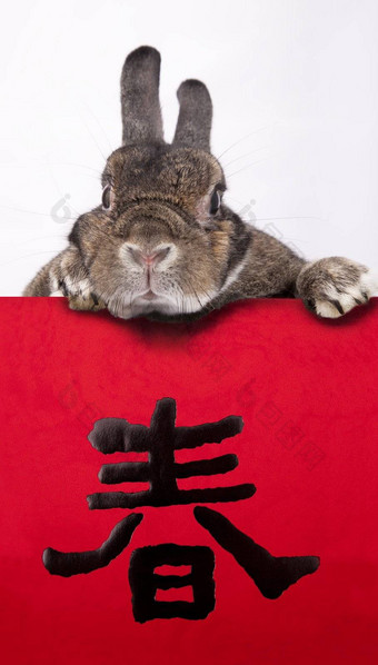 兔子庆祝中国人一年中国人对联